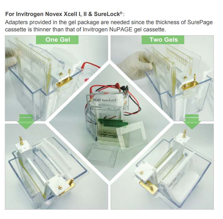 GenScript SurePAGE Precast Gel for Sale - Gaia Science Singapore